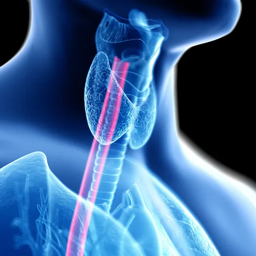 3d rendered medically accurate illustration of the stomach